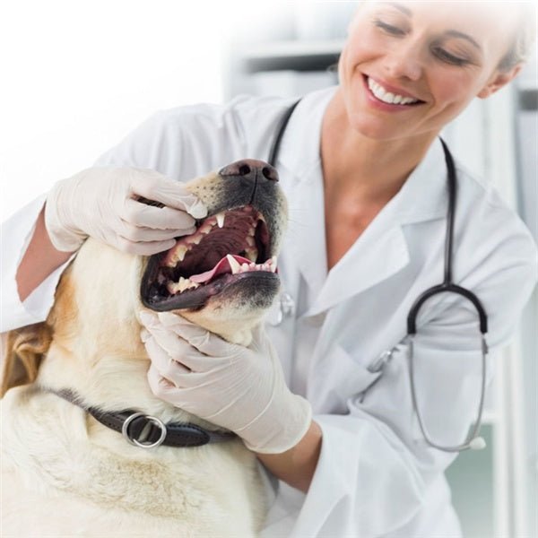 Dog toothpaste - Yahko Merchandise