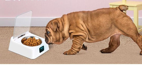 Pet 5G Bowl Automatic Pet Feeder - Yahko Merchandise