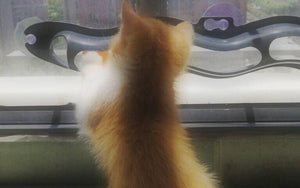 Windowsill Pets Toy Cat Track Ball Pet Products - Yahko Merchandise